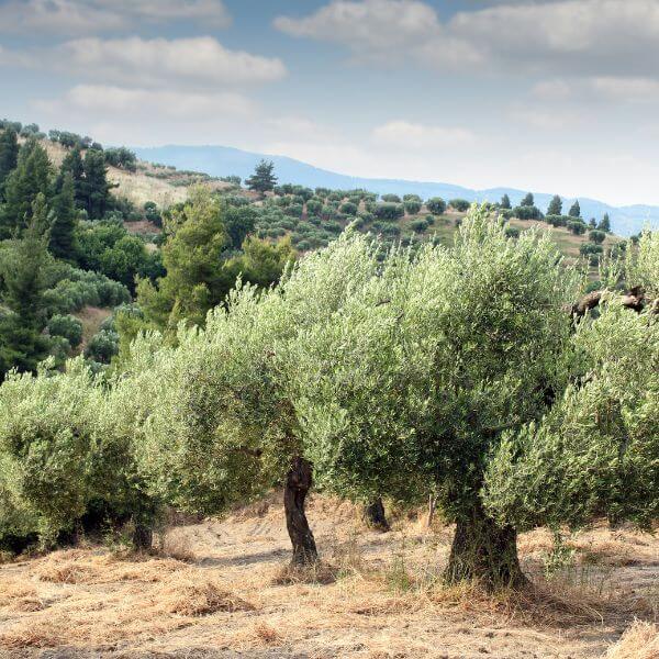 Darras Olive Oil